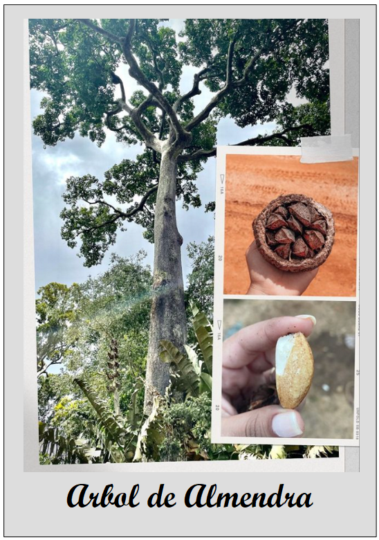 Arbol-de-Almendra